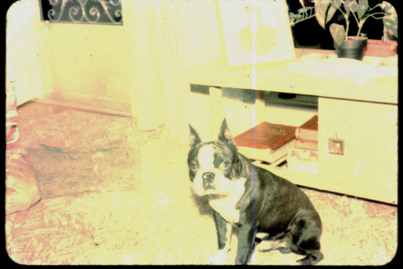 Devil Dog Limited Edition Woodcut Print